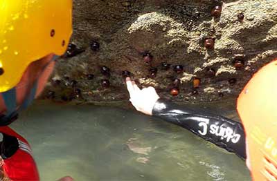 Eco Coasteering Wales